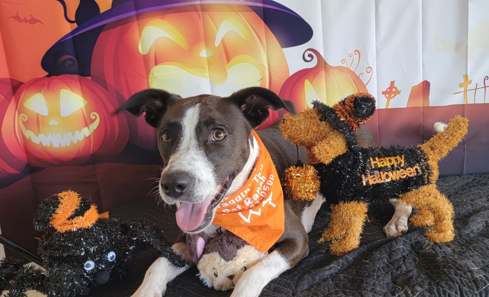 Dog wearing an orange bandana in front of a Halloween-themed backdrop